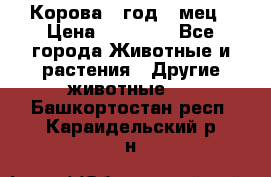 Корова 1 год 4 мец › Цена ­ 27 000 - Все города Животные и растения » Другие животные   . Башкортостан респ.,Караидельский р-н